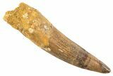 Fossil Spinosaurus Tooth - Real Dinosaur Tooth #343594-1